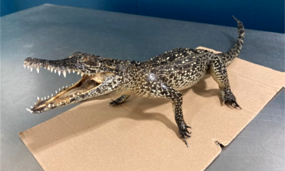 Krokodýl kubánský