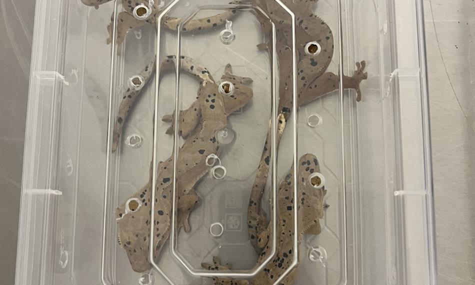 zajištěné exempláře chráněných živočichů