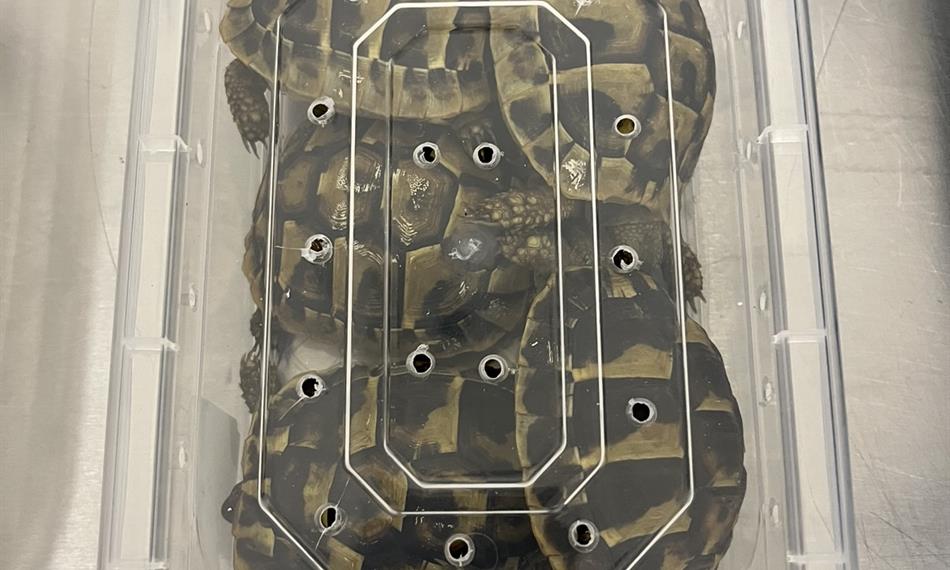 zajištěné exempláře chráněných živočichů