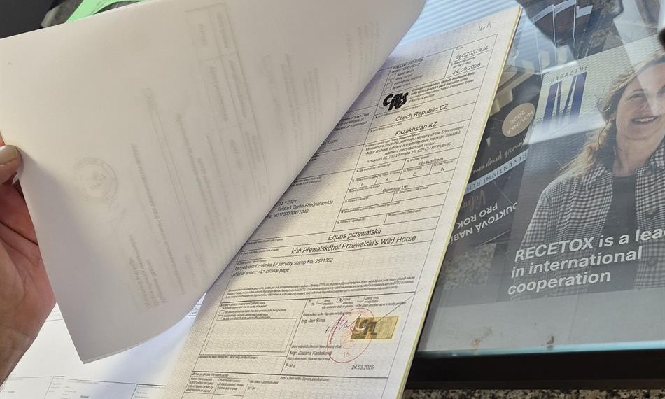 Po výběru čtyř koní určených k odletu je potvrzeno vývozní celní prohlášení včetně permitů CITES