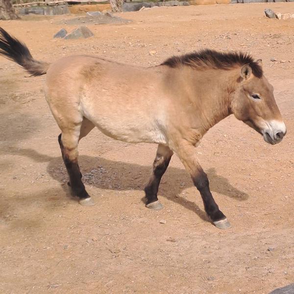 Kůň Převalského v pražské ZOO.