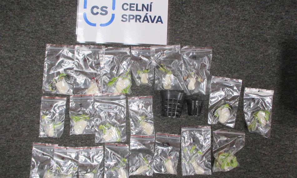 zadržené exempláře vzácných masožravých rostlin s logem CS