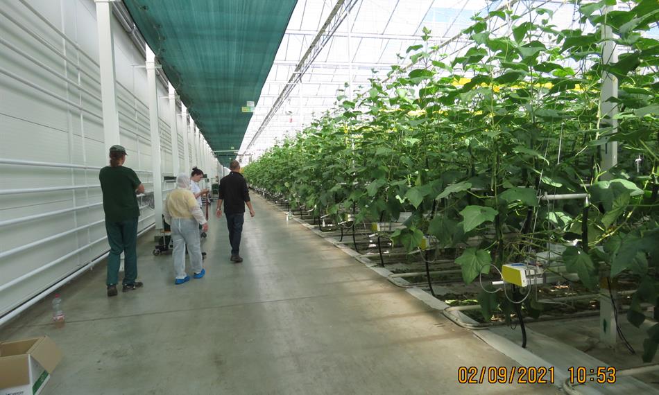 pracovníci ve skleníku