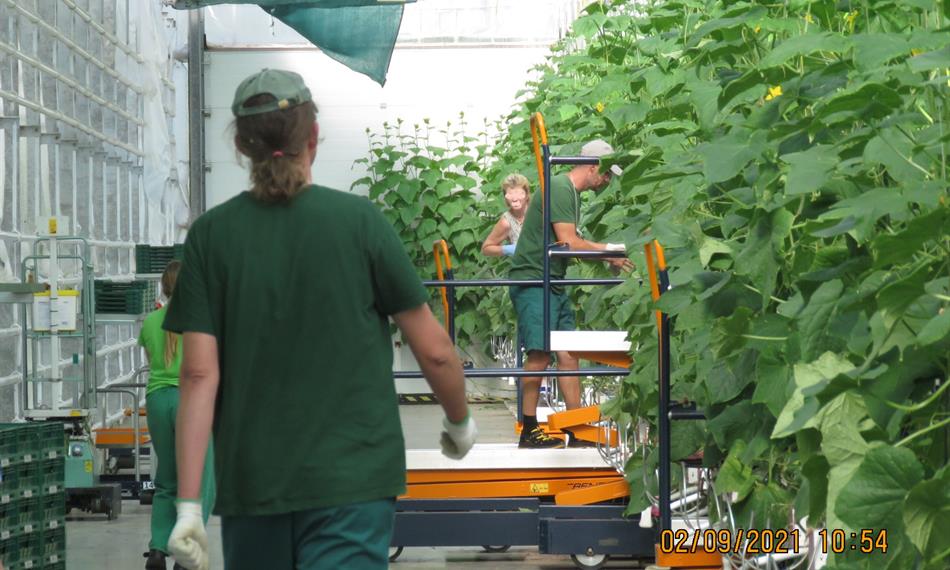 pracovníci ve skleníku2