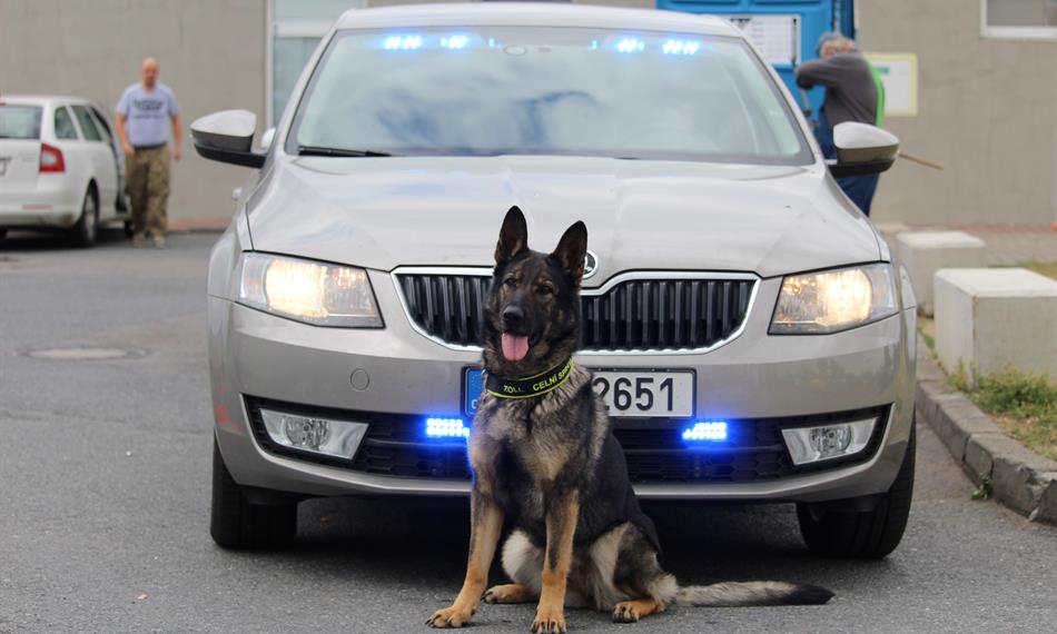 Služební pes - fenka Enny