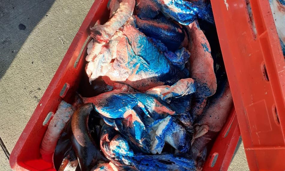 Přeprava závadného masa