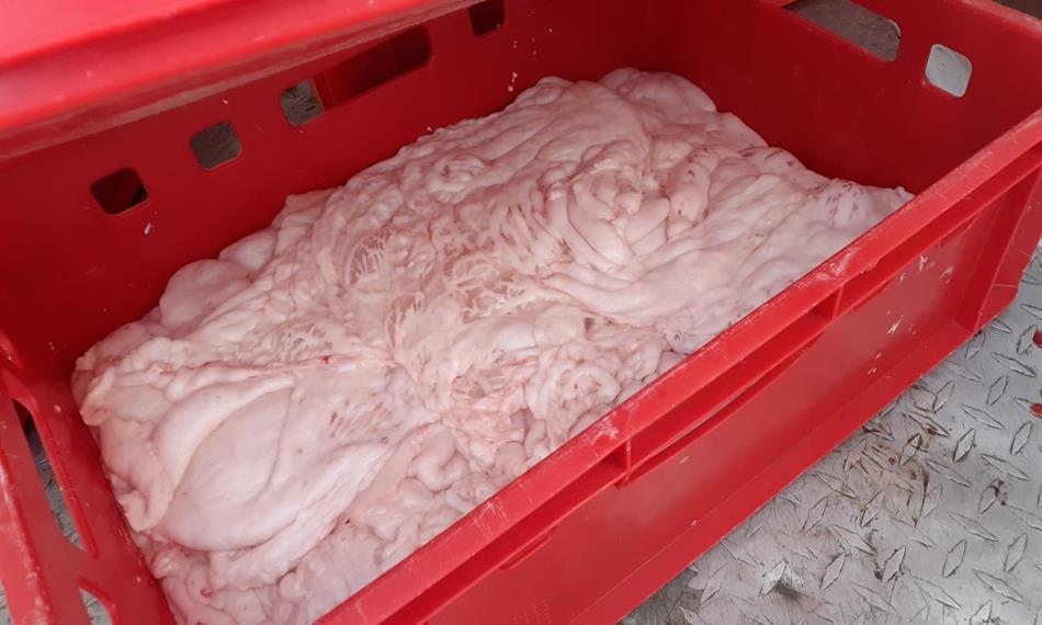 Přeprava závadného masa