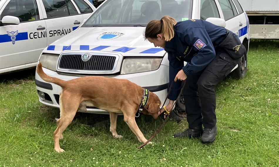 služební pes české celní správy u vozidla