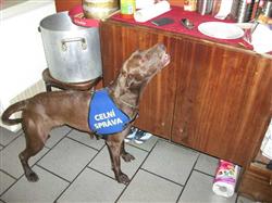 služební pes fenka Bára